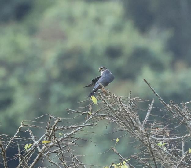 Halcón Esmerejón (Falco columbarius)