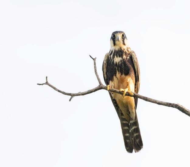 Halcón Fajado (Falco femoralis)