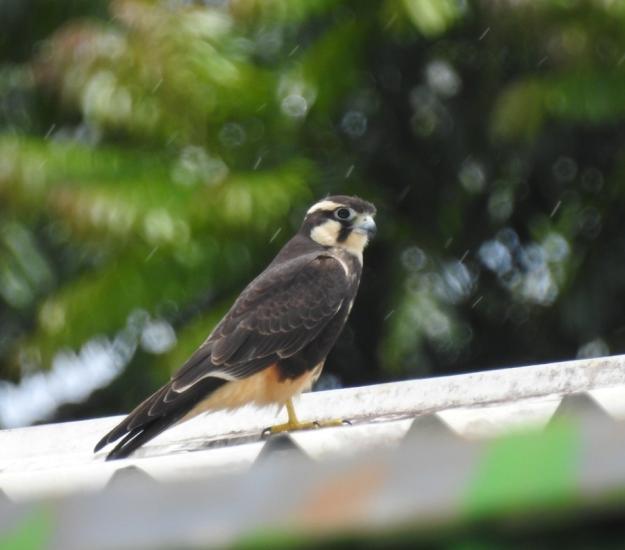 Halcón Fajado (Falco femoralis)