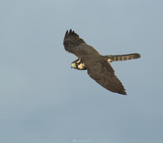 Halcón Fajado (Falco femoralis)