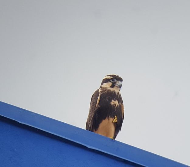 Halcón Fajado (Falco femoralis)
