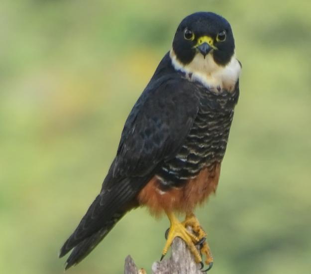 Halcón Murcielaguero (Falco rufigularis)