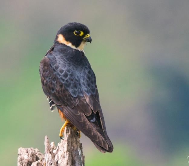 Halcón Murcielaguero (Falco rufigularis)