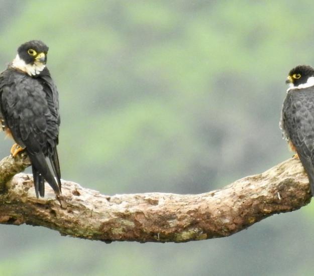 Halcón Murcielaguero (Falco rufigularis)