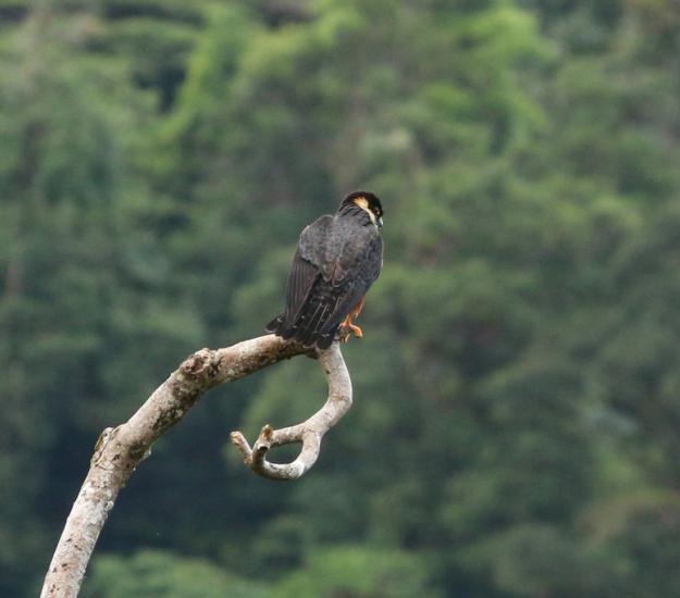 Halcón Murcielaguero (Falco rufigularis)