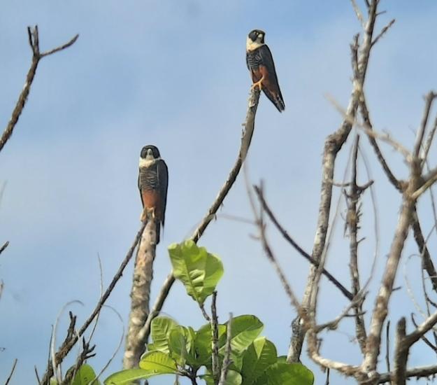 Halcón Murcielaguero (Falco rufigularis)