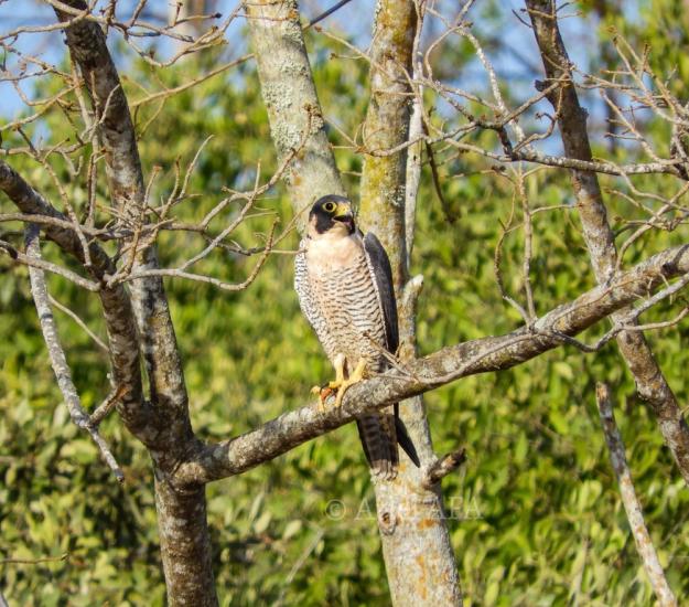 Halcón Peregrino Falco peregrinus