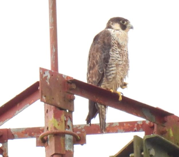 Halcón Peregrino (Falco peregrinus)