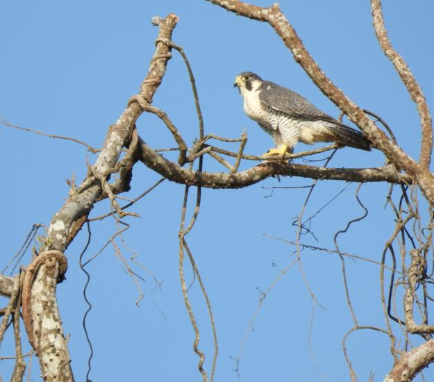 Halcón Peregrino (Falco peregrinus)