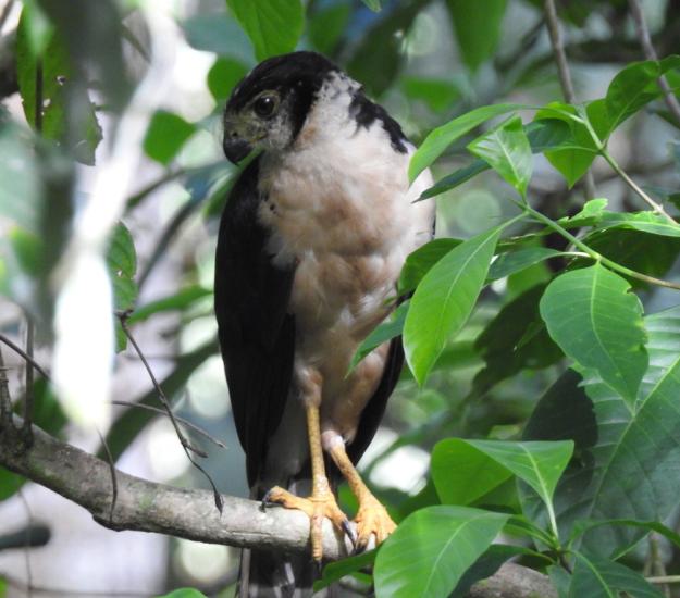 Halcón Selvático de Collar (Micrastur semitorquatus)