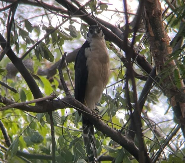 Halcón Selvático de Collar (Micrastur semitorquatus)