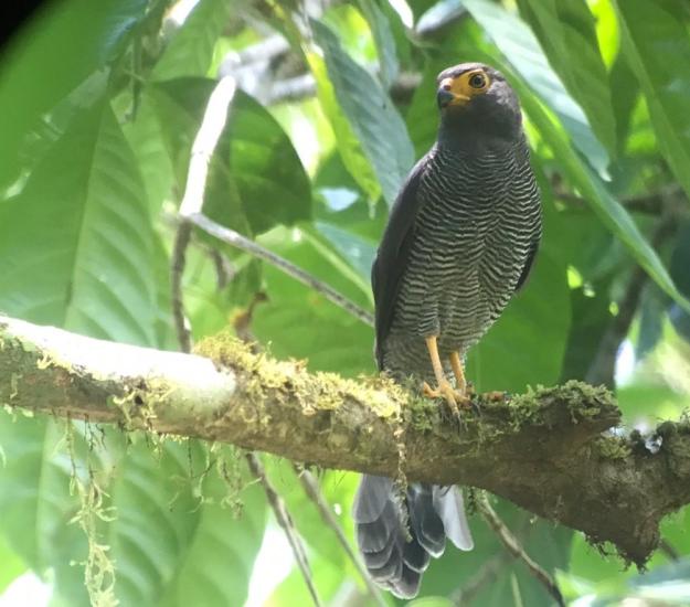 Halcón Selvático (Barrado Micrastur ruficollis)
