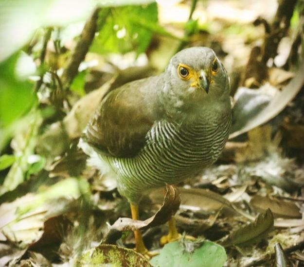 Halcón Selvático (Barrado Micrastur ruficollis)