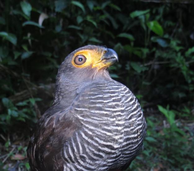 Halcón Selvático (Barrado Micrastur ruficollis)