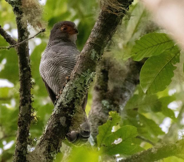 Halcón Selvático (Barrado Micrastur ruficollis)