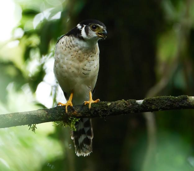 Halcón Selvático (Barrado Micrastur ruficollis)