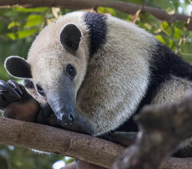 Tamandúa Norteño (Tamandua mexicana)