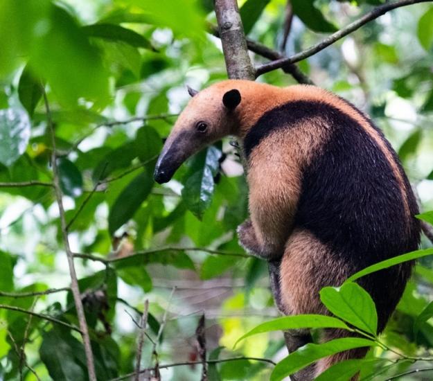 Tamandúa Norteño (Tamandua mexicana)