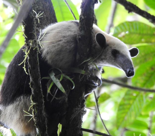 Tamandúa Norteño (Tamandua mexicana)