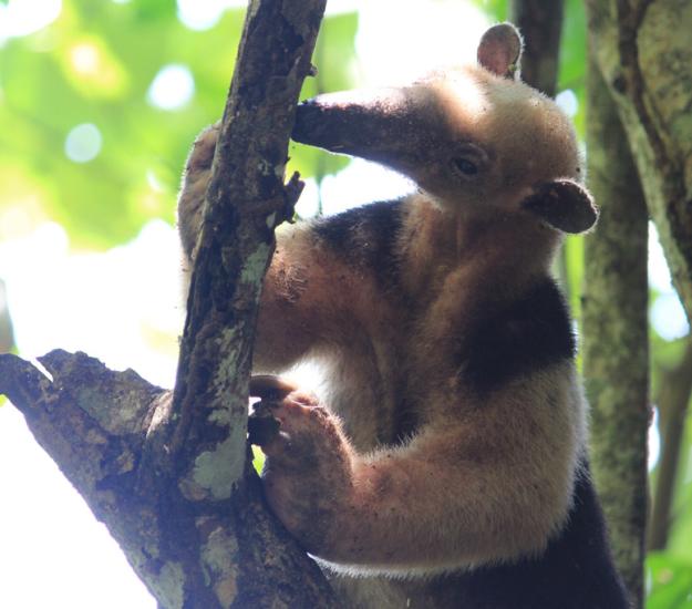 Tamandúa Norteño (Tamandua mexicana)