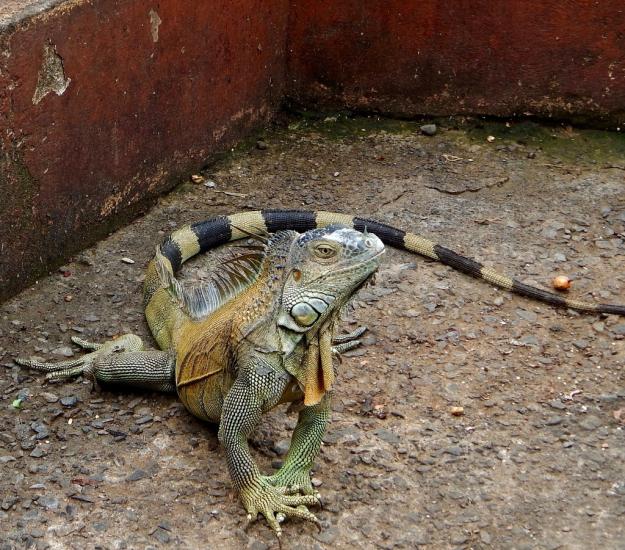 Iguana Verde (Iguana iguana)