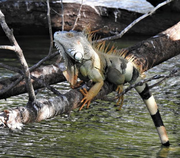 Iguana Verde (Iguana iguana)