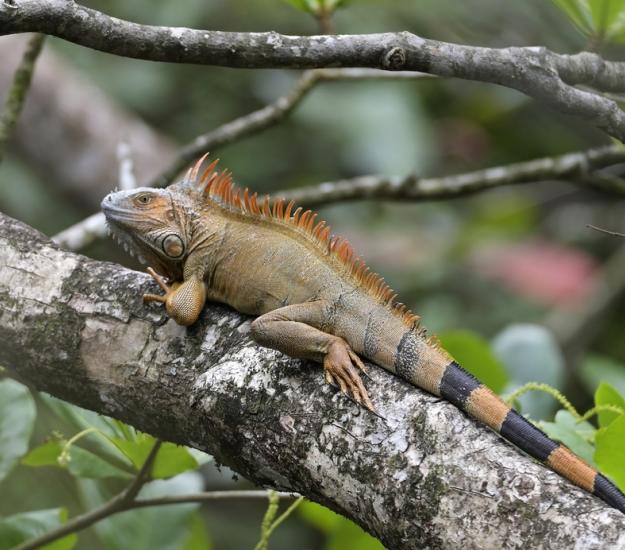 Iguana Verde (Iguana iguana)