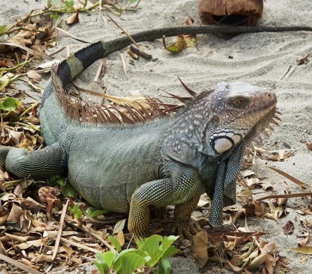 Iguana Verde (Iguana iguana)