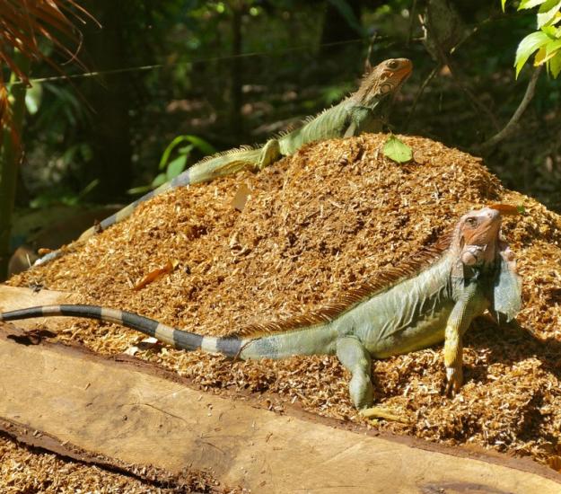 Iguana Verde (Iguana iguana)