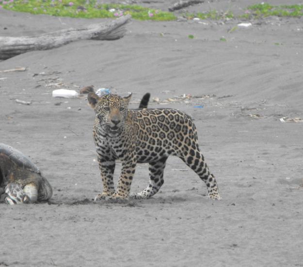 Jaguar (Panthera onca)