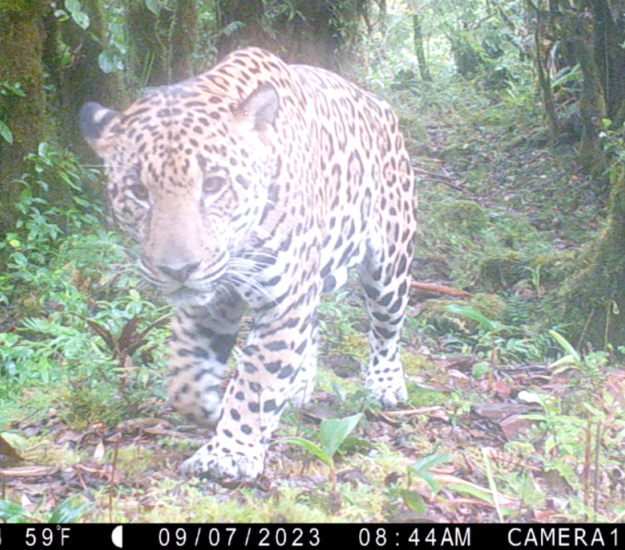 Jaguar (Panthera onca)
