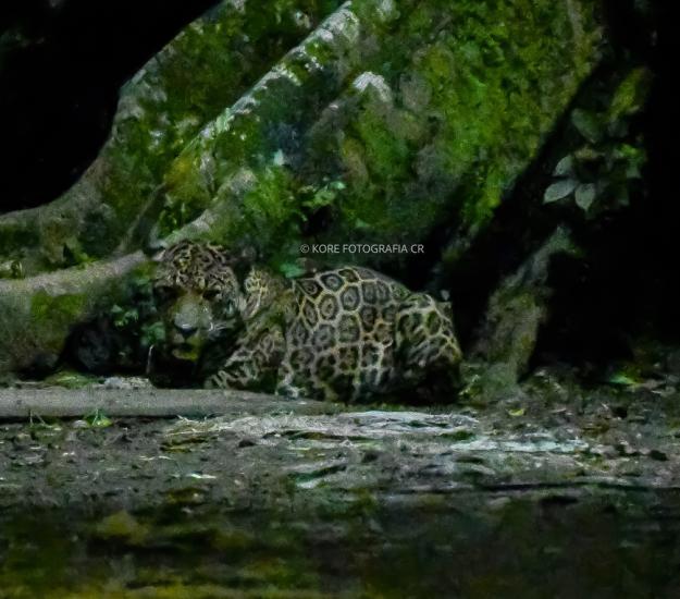 Jaguar (Panthera onca)