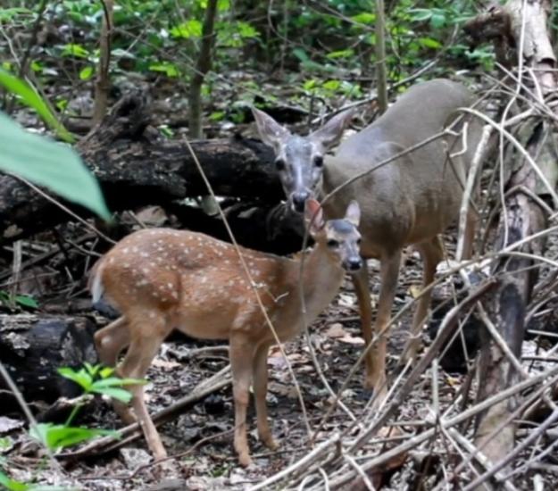 Venado de Cola Blanca (Odocoileus virginianus)