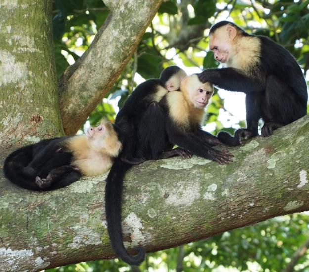 Mono Carablanca (Cebus imitator)