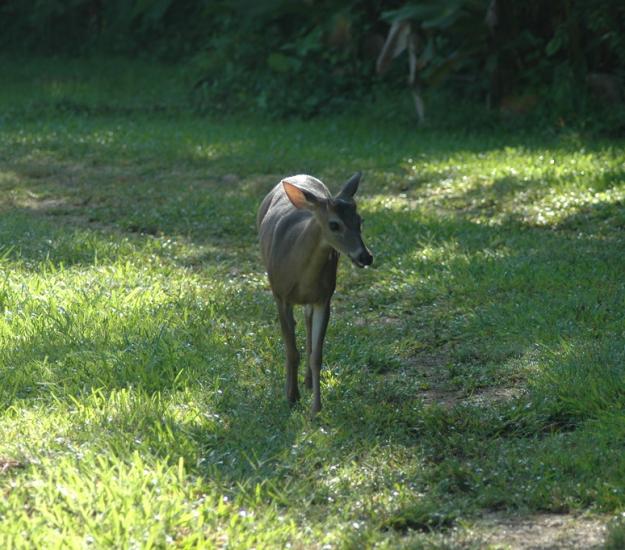 Venado de Cola Blanca (Odocoileus virginianus)
