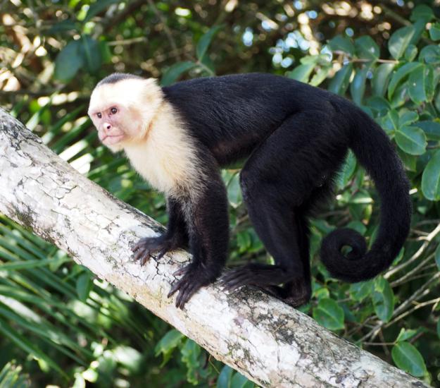 Mono Carablanca (Cebus imitator)