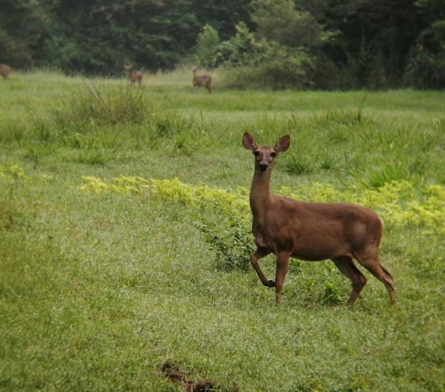 Venado de Cola Blanca (Odocoileus virginianus)
