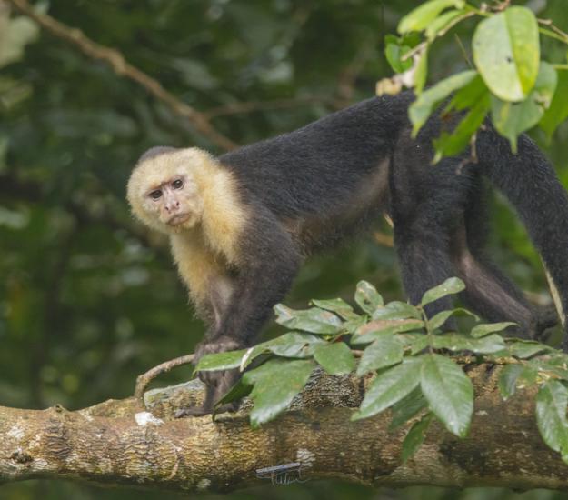 Mono Carablanca (Cebus imitator)