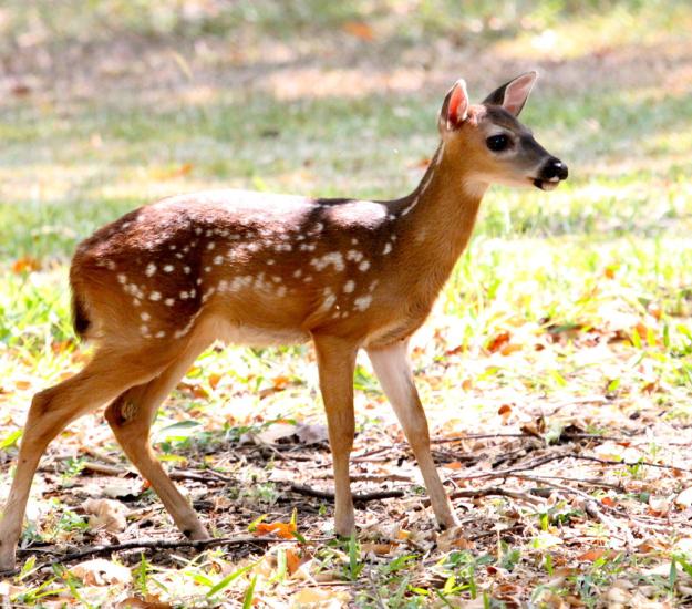 Venado de Cola Blanca (Odocoileus virginianus)
