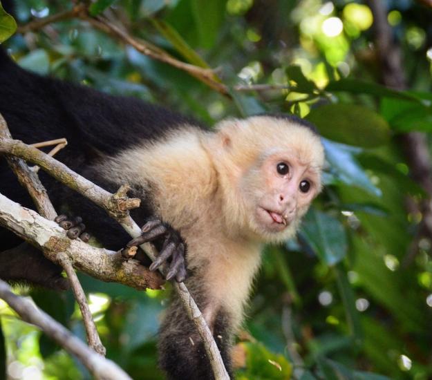 Mono Carablanca (Cebus imitator)