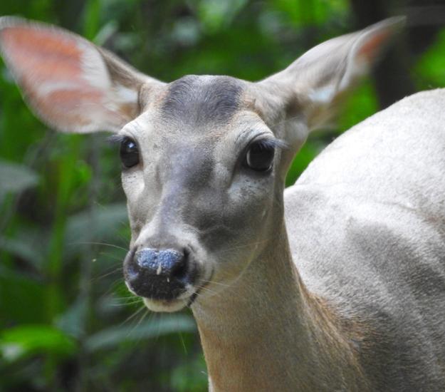 Venado de Cola Blanca (Odocoileus virginianus)