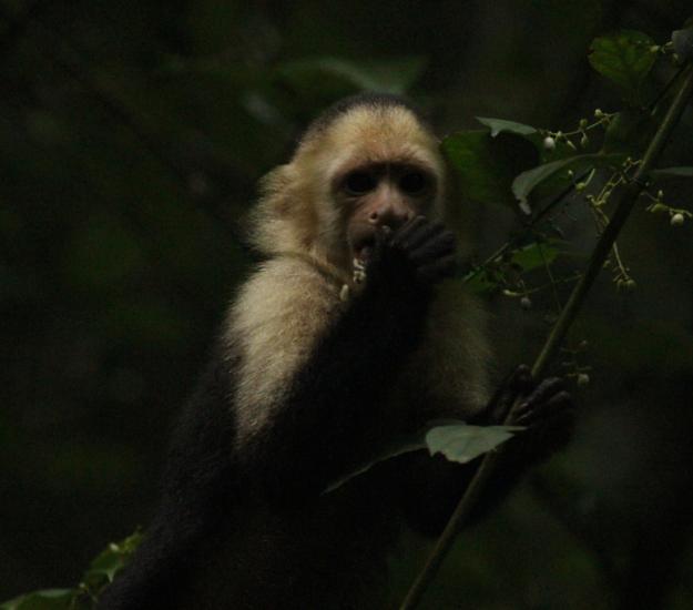 Mono Carablanca (Cebus imitator)