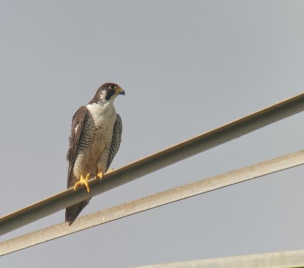Halcón Peregrino (Falco peregrinus)