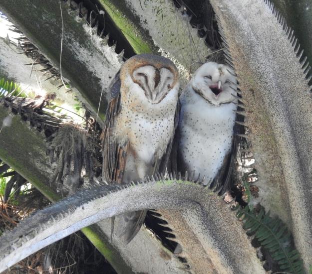 Lechuza de Campanario (Tyto alba)