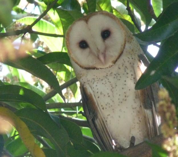 Lechuza de Campanario (Tyto alba)