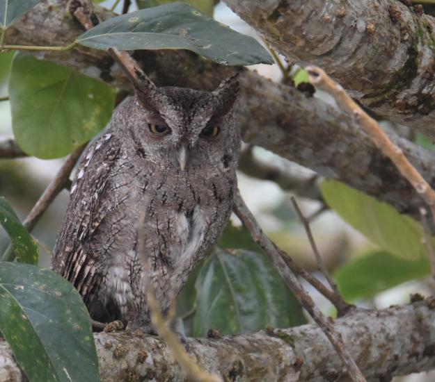 Lechucita Sabanera (Megascops cooperi)