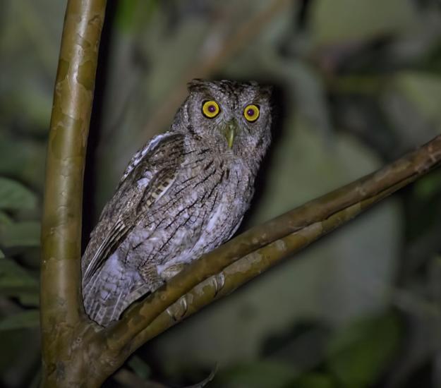 Lechucita Sabanera (Megascops cooperi)