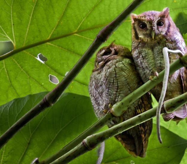 Lechucita Neotropical (Megascops choliba)