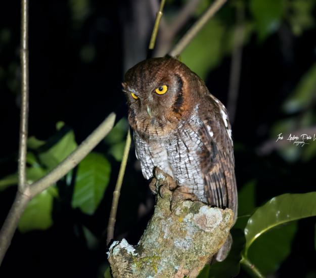 Lechucita Neotropical (Megascops choliba)