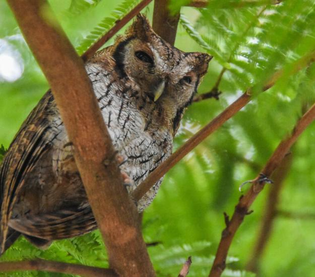 Lechucita Neotropical (Megascops choliba)